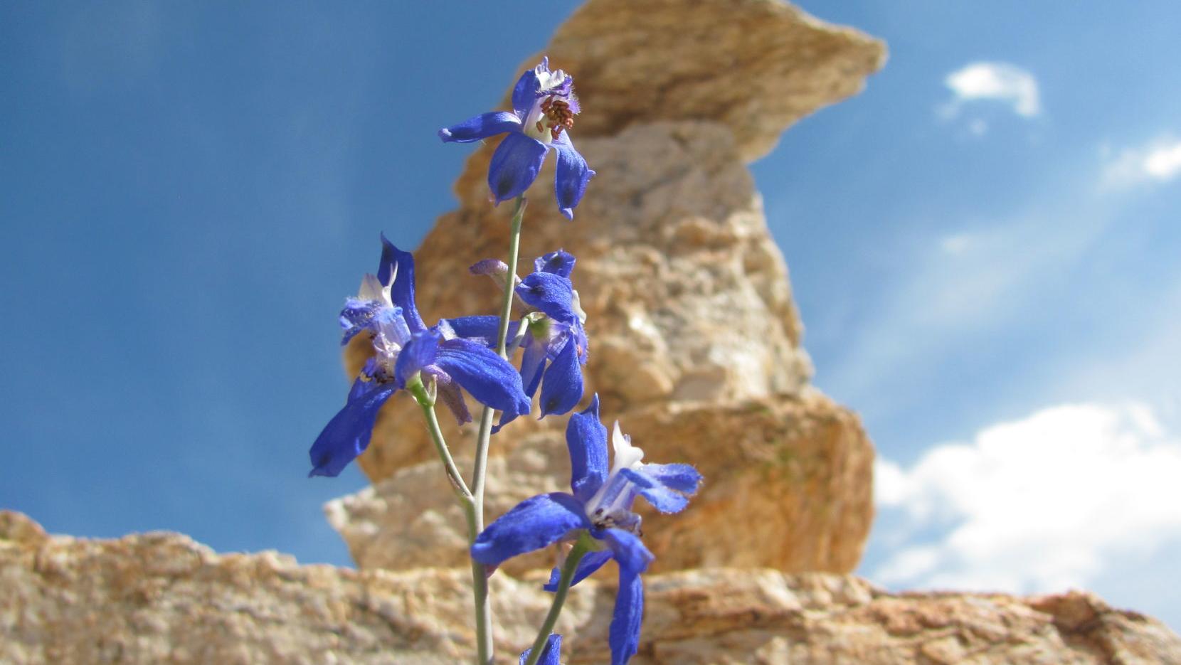 'Massive germination' signals a potentially good wildflower bloom in Tucson area